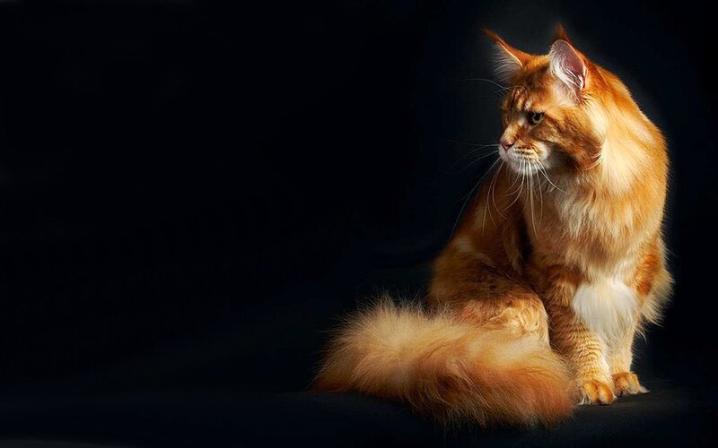 Long-haired Orange Cat — Dramatic