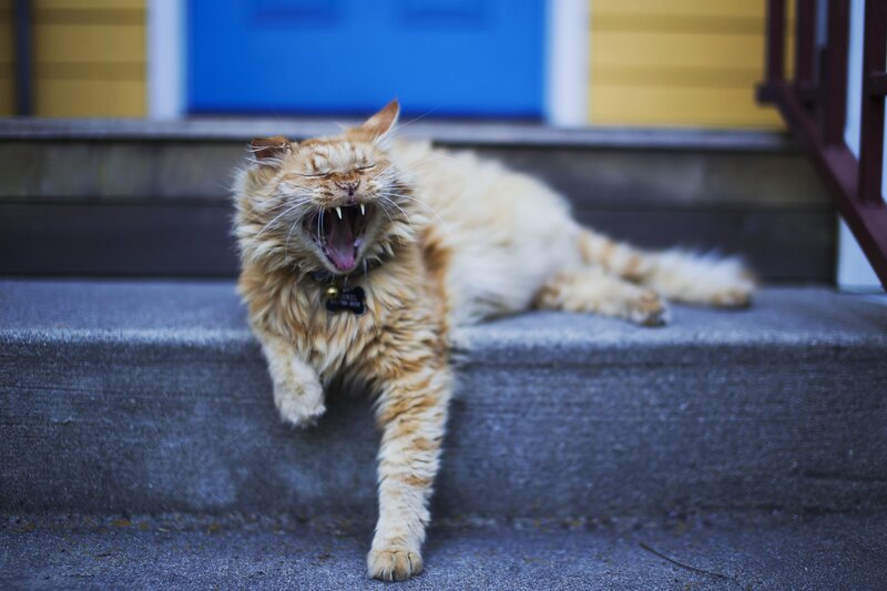 Long-haired Orange Cat — Relaxed, Afternoon, Photograph