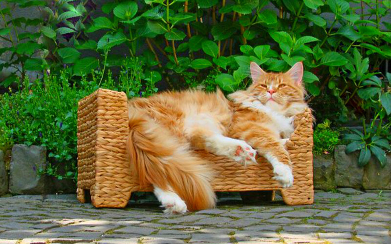 Long-haired Orange Cat — Relaxed, Afternoon