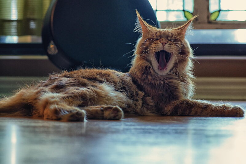 Long-haired Orange Cat — Relaxed