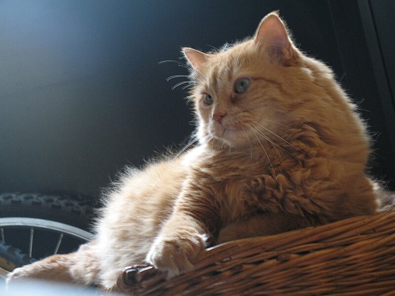 Long-haired Orange Cat