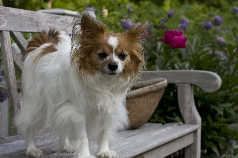 Long-haired Papillon Dog
