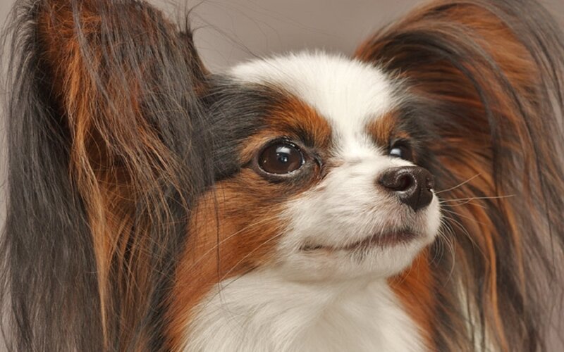 Long-haired Papillon Dog — White