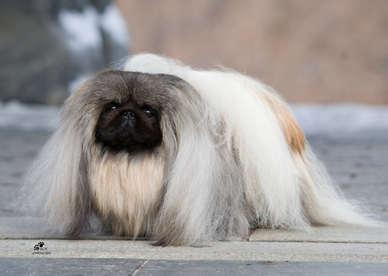 Long-haired Pekingese dog