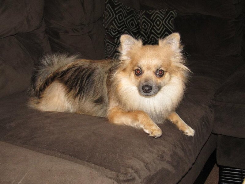 Long-haired Pomeranian Dog