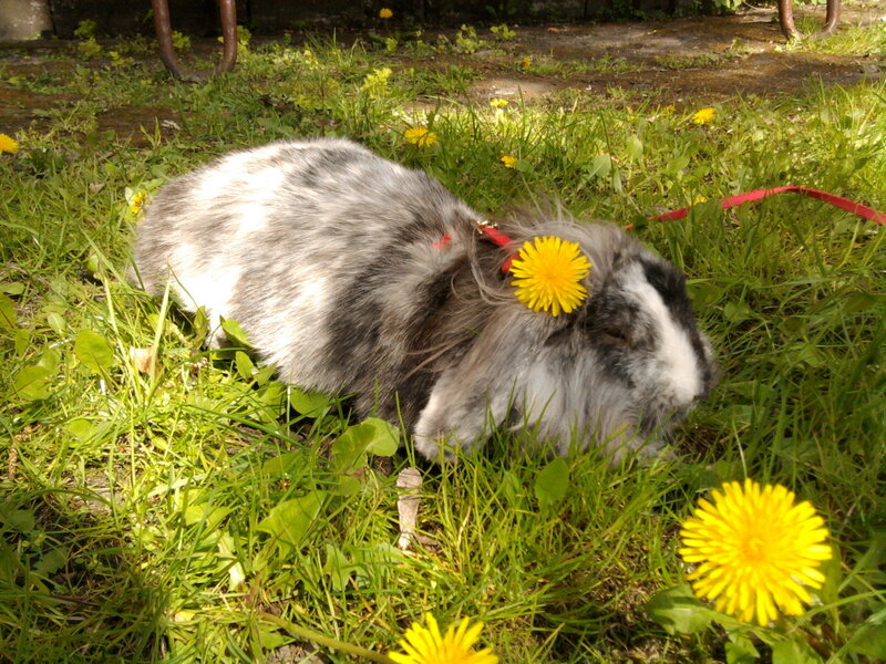 Long-haired Rabbit in Grass