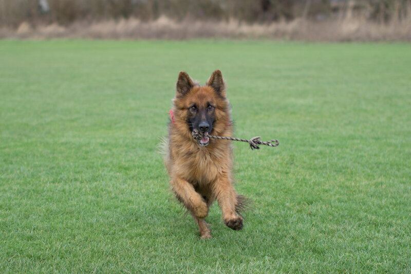 Long-haired Shepherd Dog