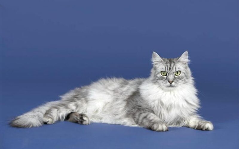 Long-haired Silver Cat — Blue, Calm