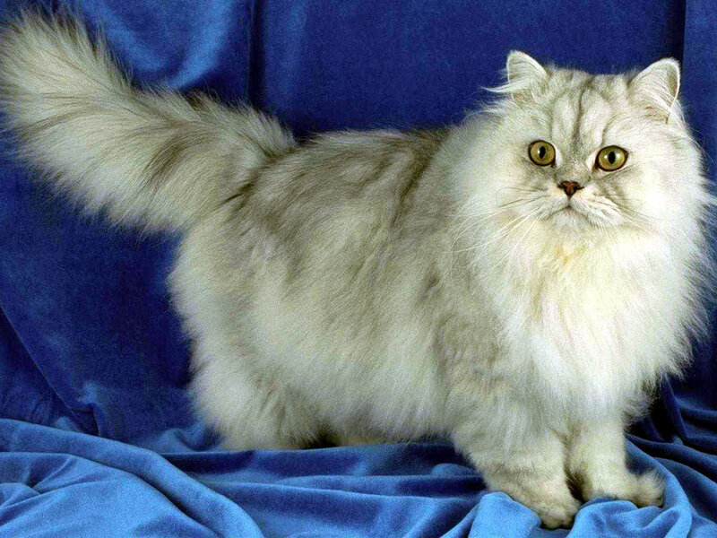 Long-haired Silver Cat — Blue