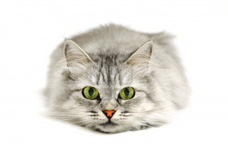 Long-haired Silver Cat — Gray, Neutral