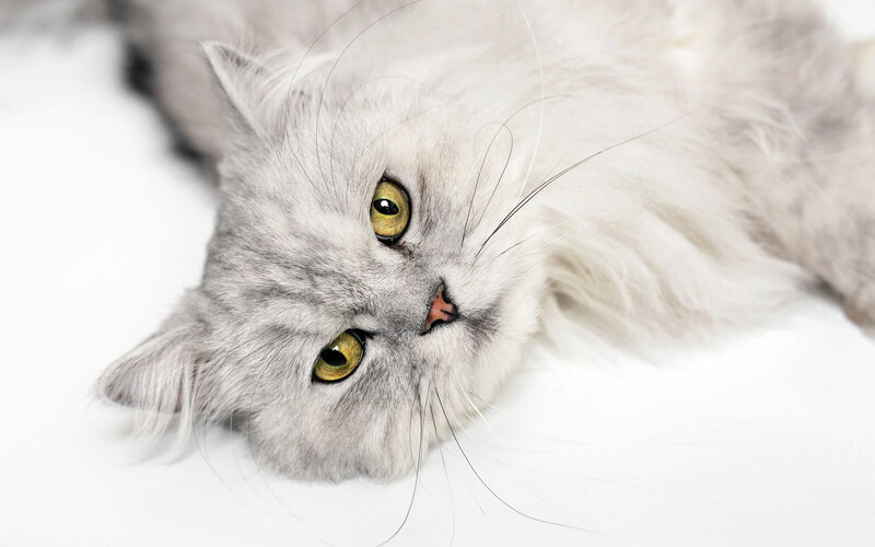 Long-haired Silver Cat — Gray