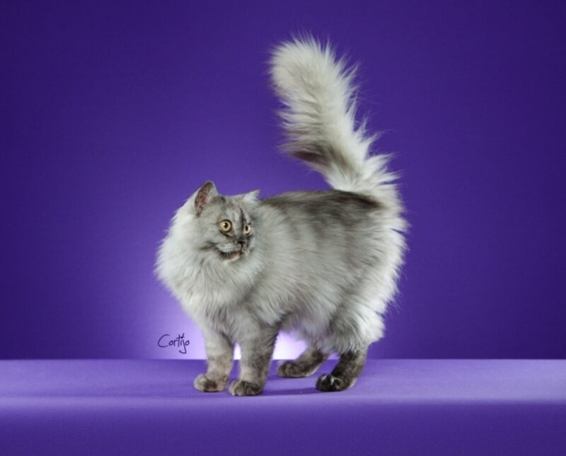 Long-haired Silver Cat — Purple
