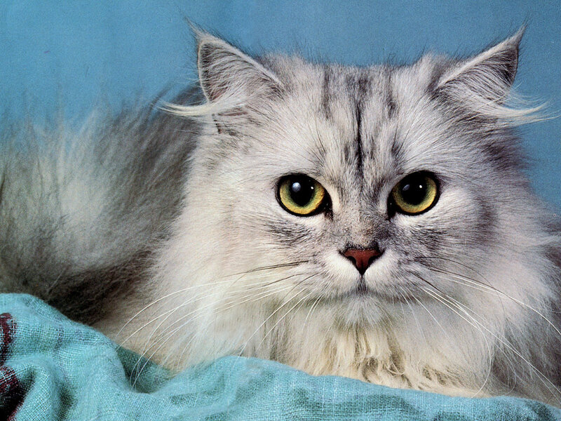 Long-haired Silver Cat