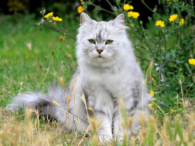 Long-haired Silver Cat — White, Calm, Afternoon