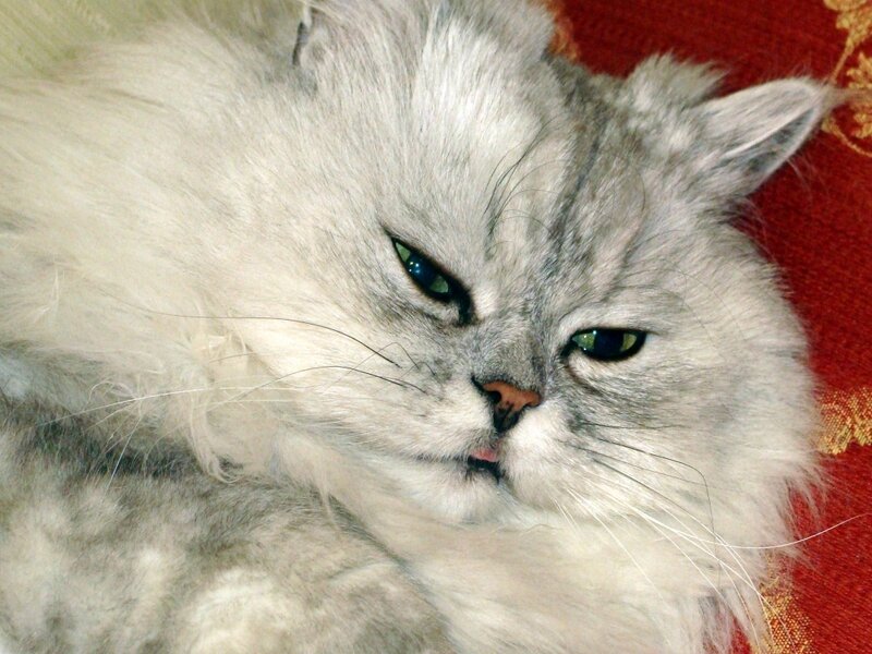 Long-haired Silver Cat — White, Calm