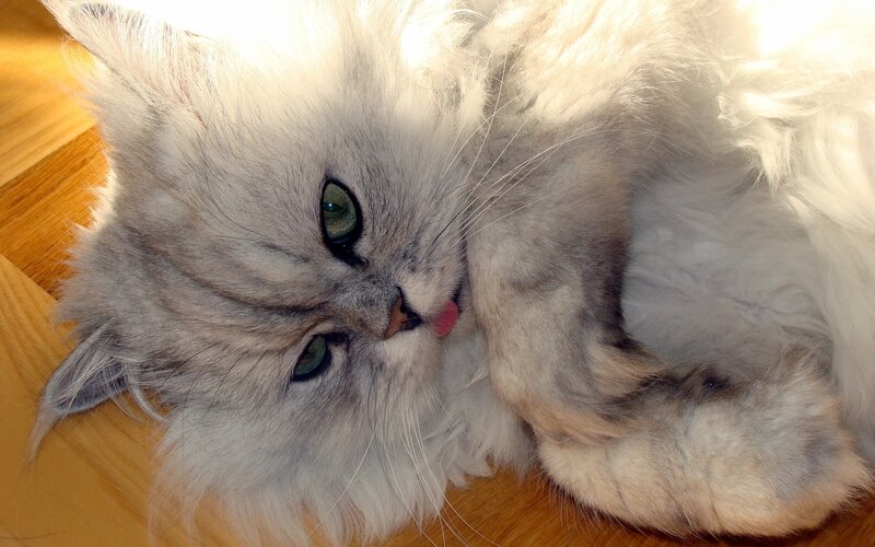 Long-haired Silver Cat — White, Relaxed