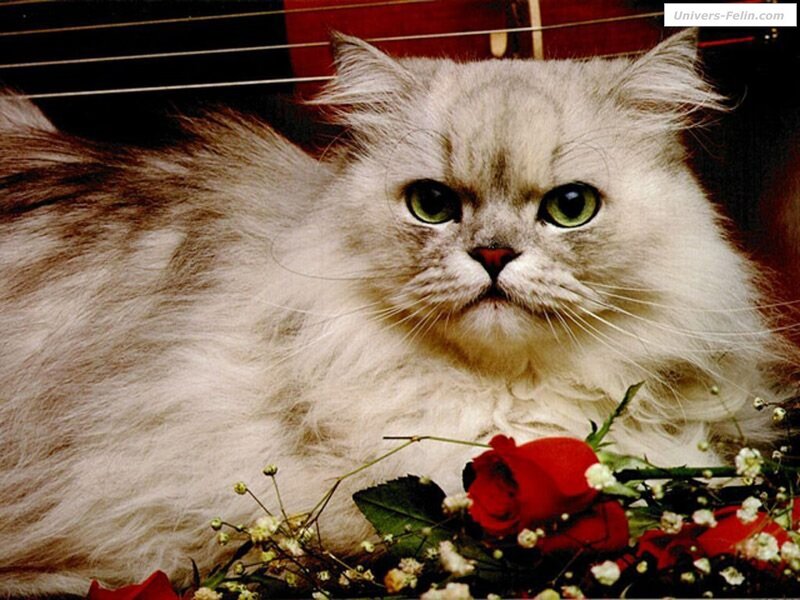 Long-haired Silver Cat — White