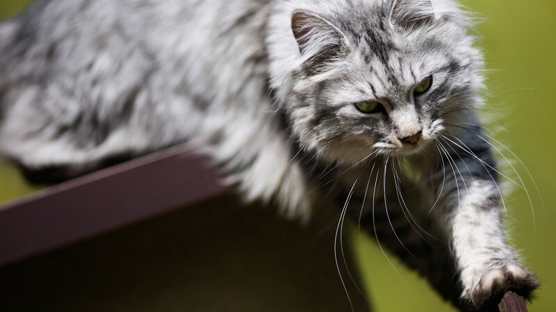 Long-haired Silver Tabby Cat — Gray