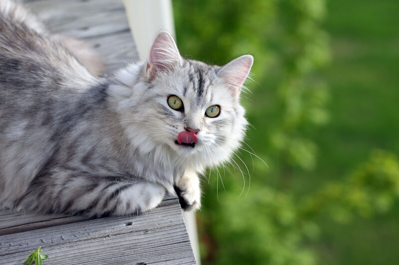 Long-haired Silver Tabby Cat