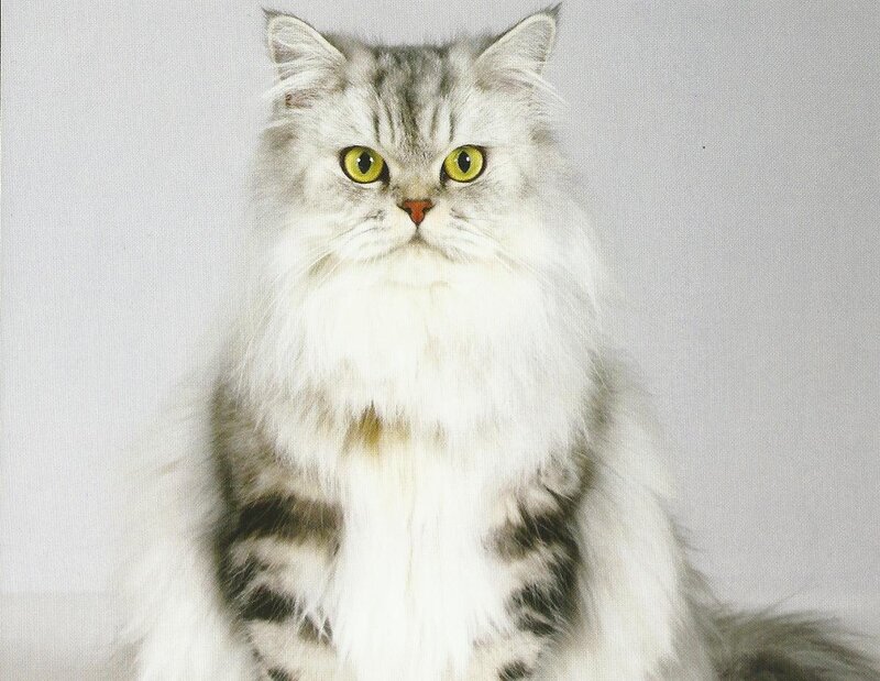 Long-haired Silver Tabby Cat — White