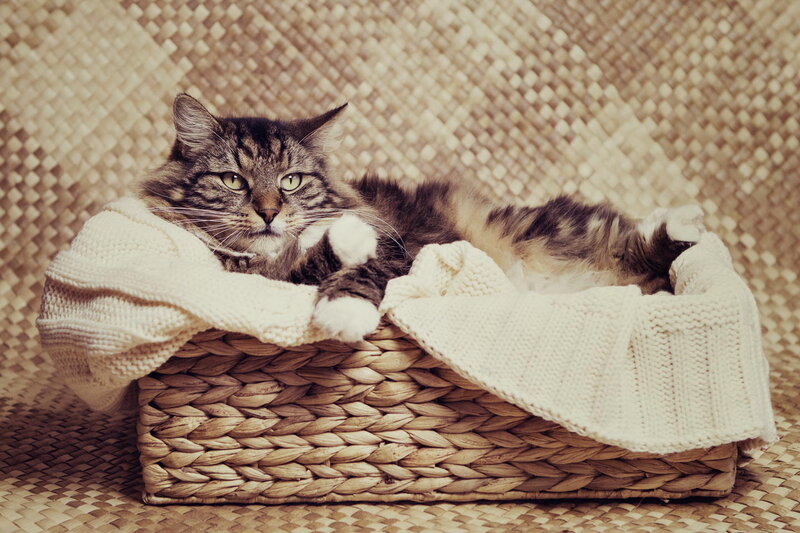 Long-haired Tabby Cat — Beige