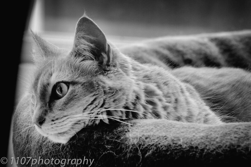 Long-haired Tabby Cat — Black, Calm, Photograph, Cat Bed
