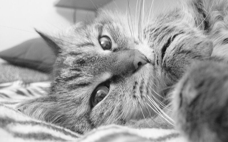 Long-haired Tabby Cat — Black, Calm, Photograph, Pillow, Blanket