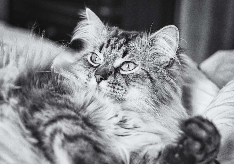 Long-haired Tabby Cat — Black, Calm, Photograph, Pillow