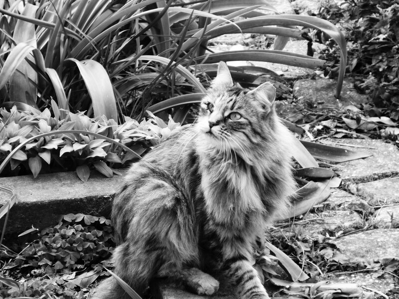 Long-haired Tabby Cat — Black, Calm, Photograph, Plants