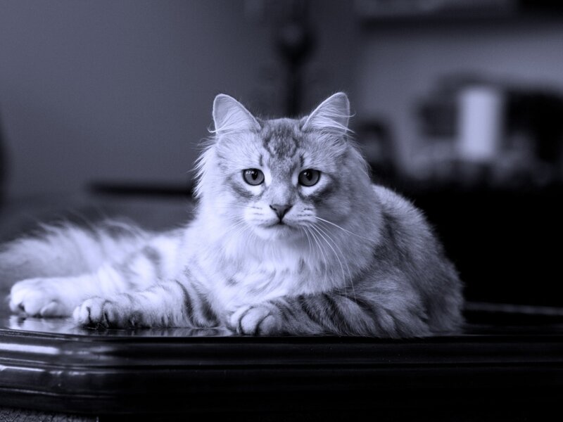 Long-haired Tabby Cat — Black, Calm, Photograph, Table