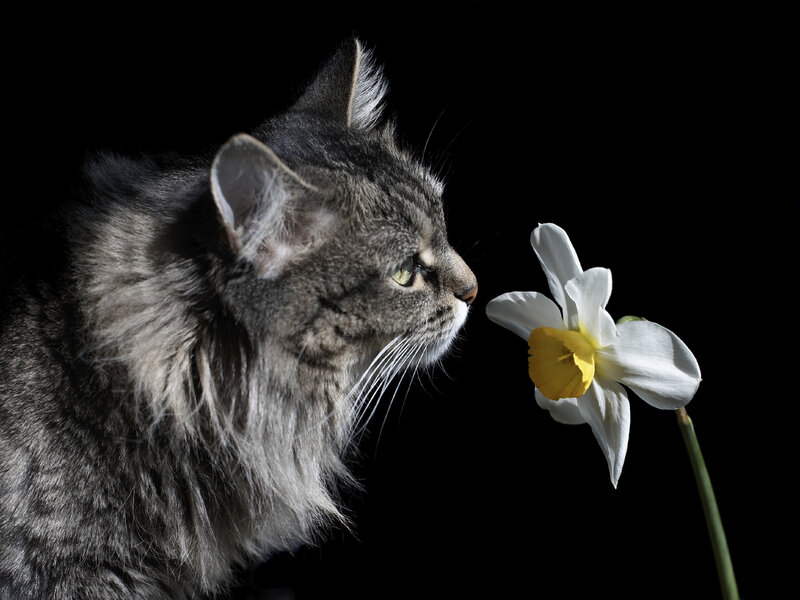Long-haired Tabby Cat — Black, Calm