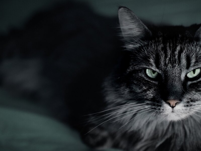 Long-haired Tabby Cat — Black, Dark