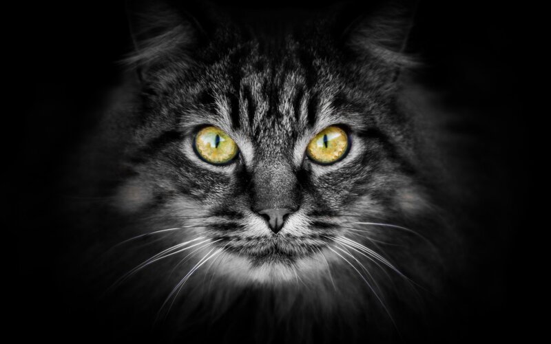 Long-haired Tabby Cat — Black, Dramatic, Night, Photograph