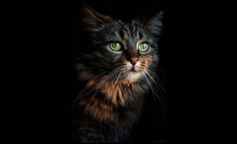 Long-haired Tabby Cat — Black, Dramatic, Night