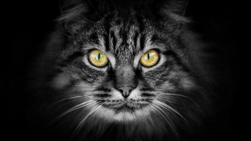 Long-haired Tabby Cat — Black, Dramatic, Photograph, Eyes