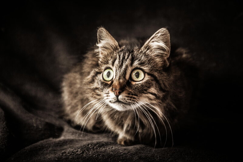 Long-haired Tabby Cat — Black, Dramatic, Photograph