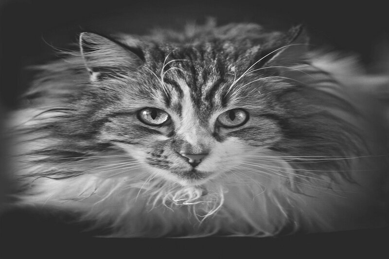 Long-haired Tabby Cat — Black, Intense