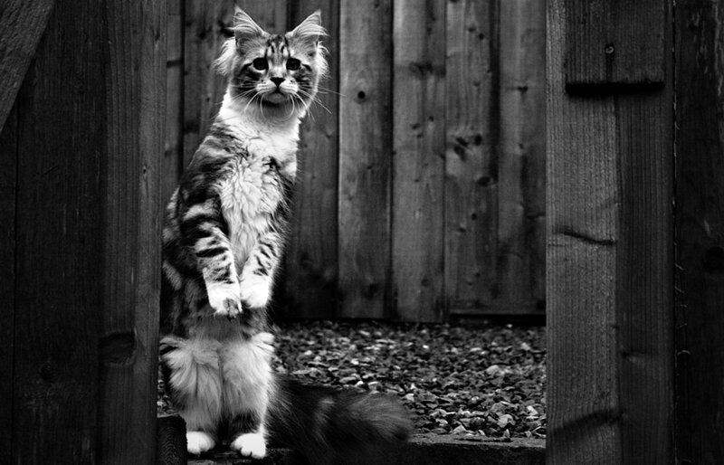 Long-haired Tabby Cat — Black, Neutral
