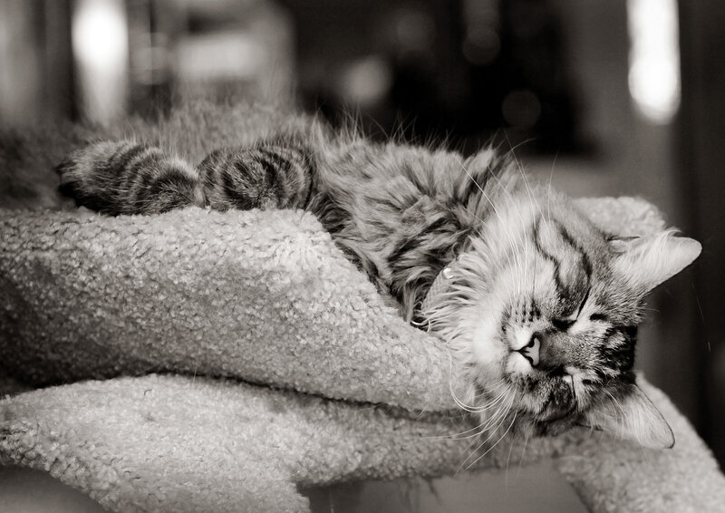 Long-haired Tabby Cat — Black, Peaceful, Photograph