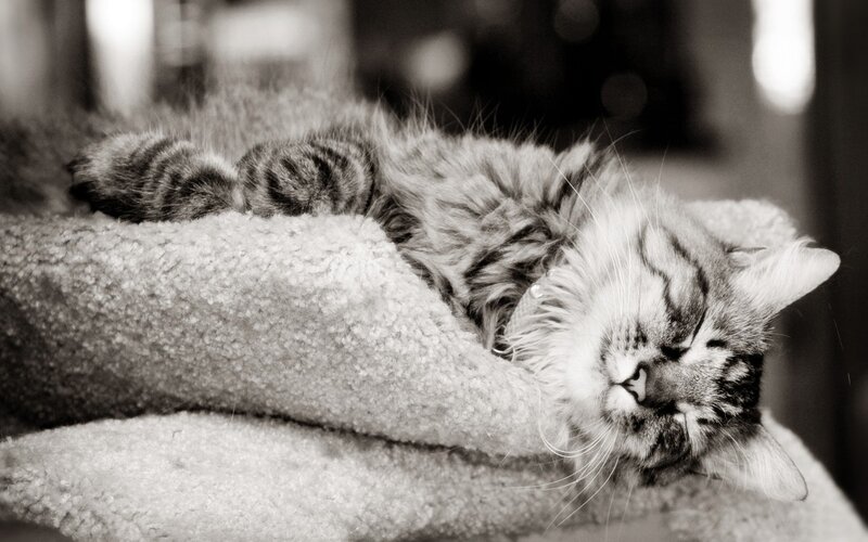 Long-haired Tabby Cat — Black, Peaceful