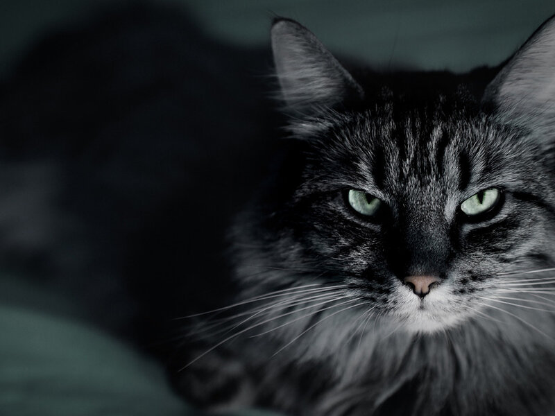 Long-haired Tabby Cat — Black