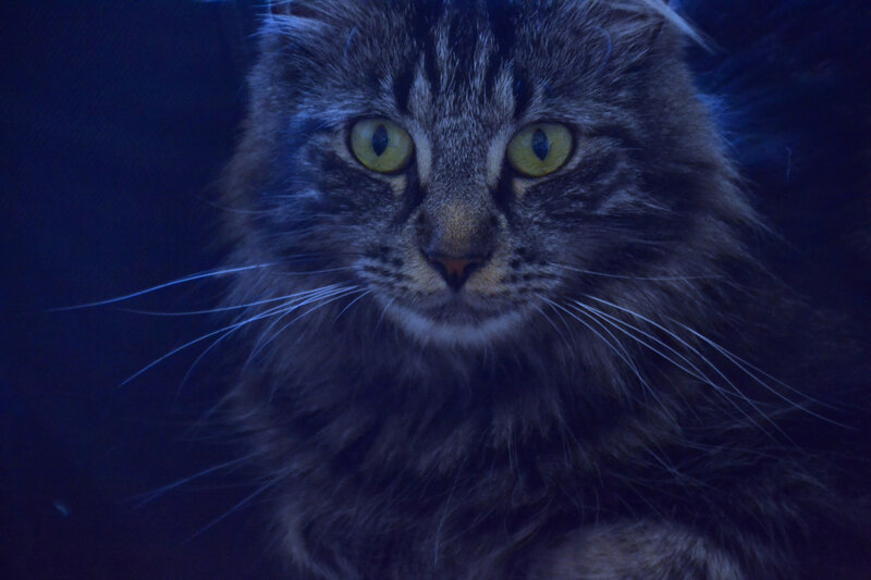 Long-haired Tabby Cat — Blue