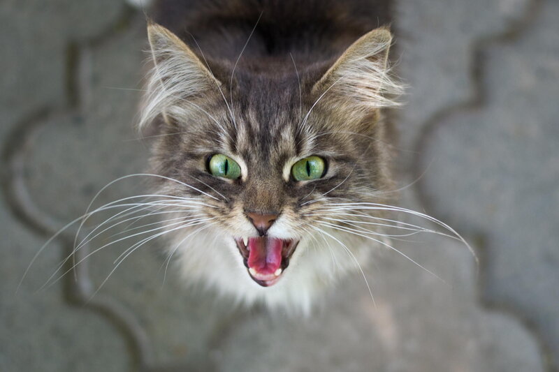 Long-haired Tabby Cat — Brown, Aggressive