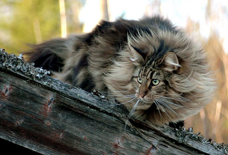 Long-haired Tabby Cat — Brown, Alert, Afternoon