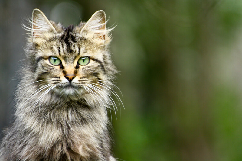 Long-haired Tabby Cat — Brown, Alert, Photograph