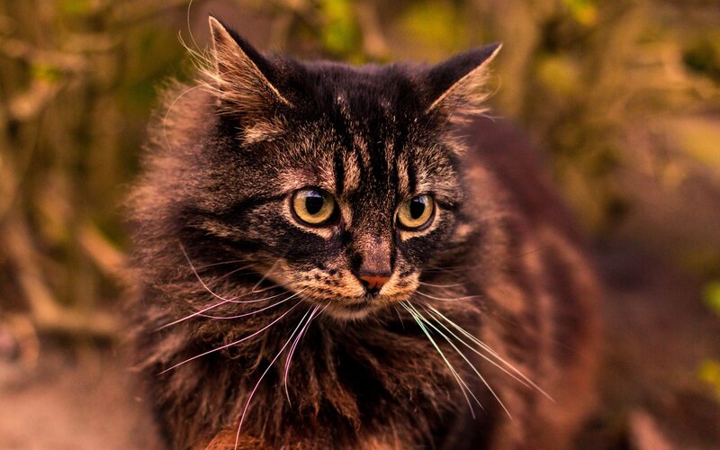 Long-haired Tabby Cat — Brown, Alert, Sunset