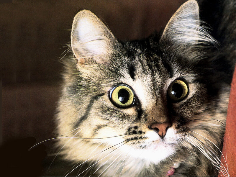 Long-haired Tabby Cat — Brown, Alert