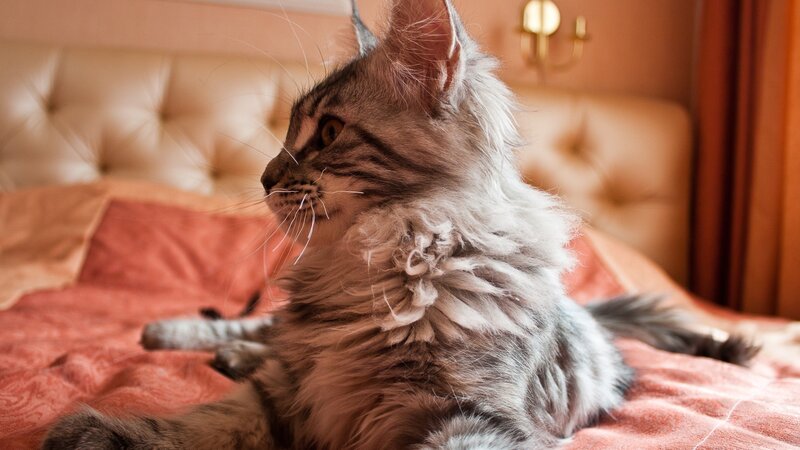 Long-haired Tabby Cat — Brown, Calm, Afternoon, Photograph, Bed, Pillow