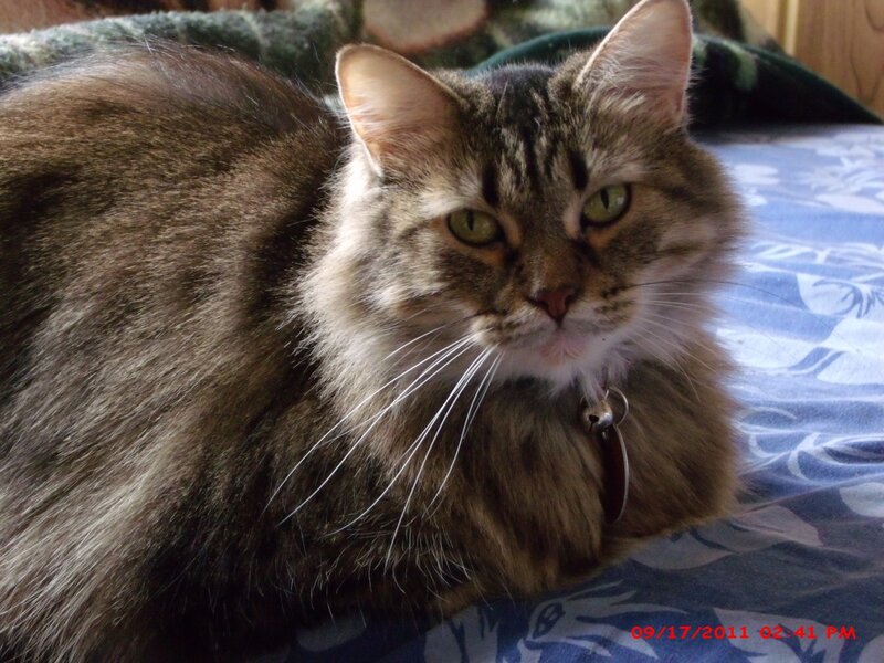 Long-haired Tabby Cat — Brown, Calm, Afternoon, Photograph, Bed