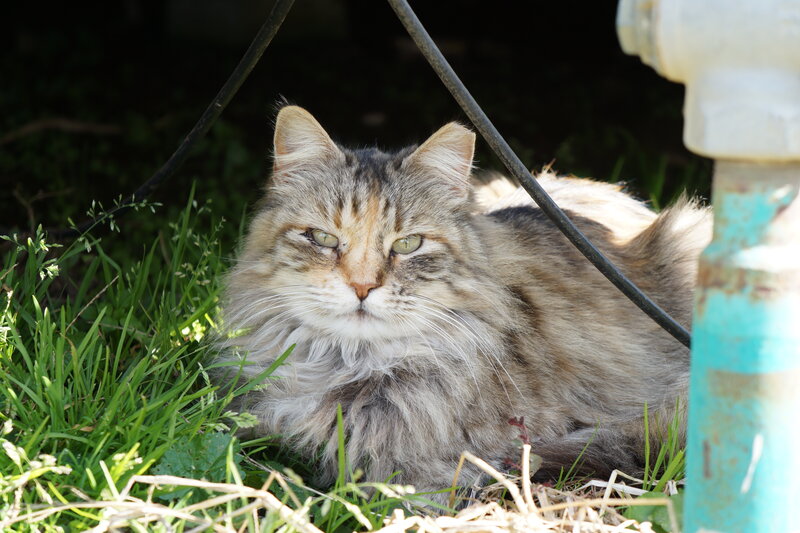 Long-haired Tabby Cat — Brown, Calm, Afternoon, Photograph, Grass